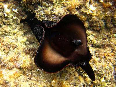Il �Monaco di mare� (Lepre marina � Aplysia) - � un genere di mollusco opistobranco che ha l�aspetto di una grossa lumaca (senza guscio). Pu� superare i 25 centimetri circa di lunghezza e la sua colorazione � brunastra con sfumature dal verde al viola. Se disturbato secerne una sostanza color porpora che allontana eventuali predatori (foto di Cisamarc)